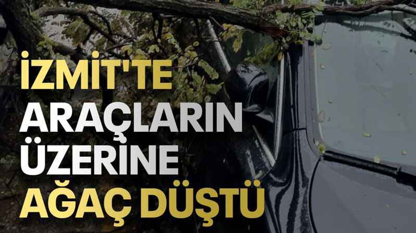 İzmit'te araçların üzerine ağaç düştü
